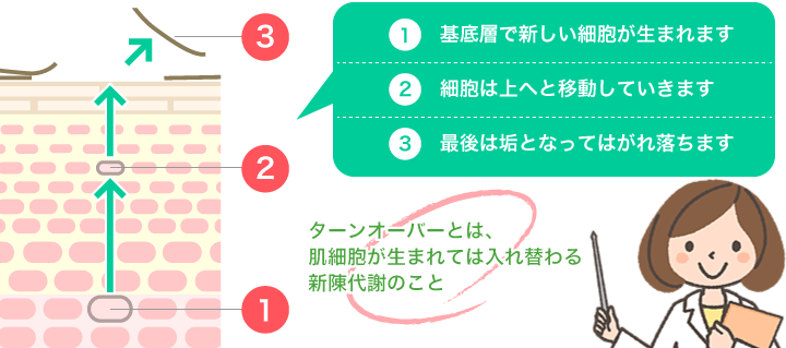 ターンオーバー